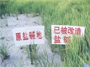 鹽堿地綠化常用土壤改良方法