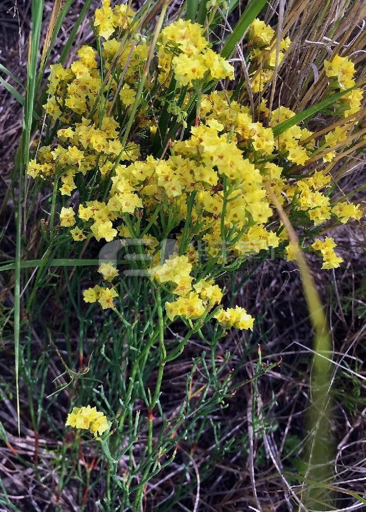 黃花補(bǔ)血草